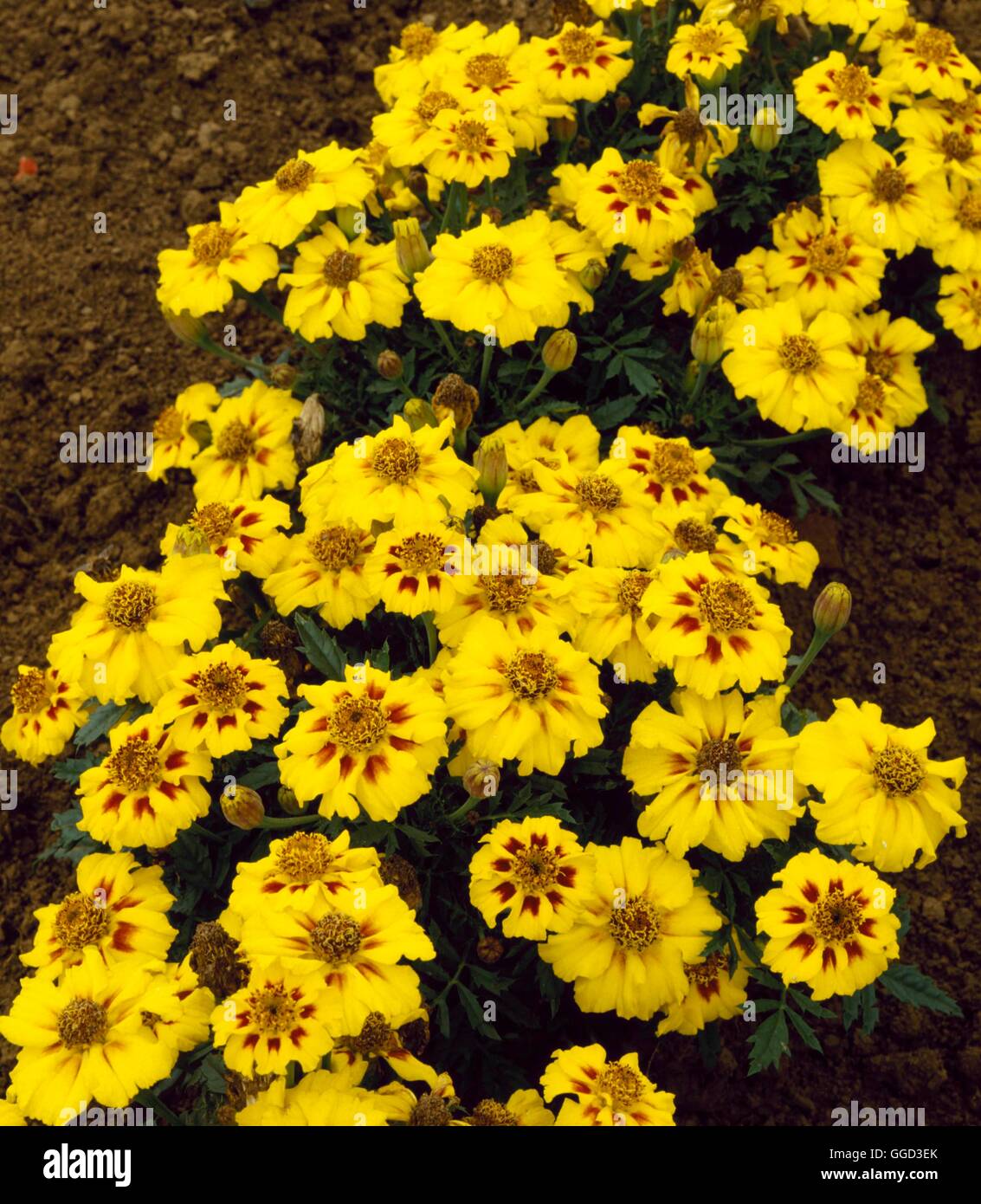 Marigold - French - `Naughty Marietta'- - (Tagetes patula)   ANN010873  /Phot Stock Photo